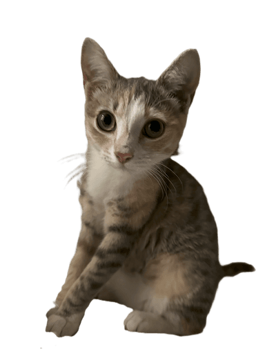 meow
