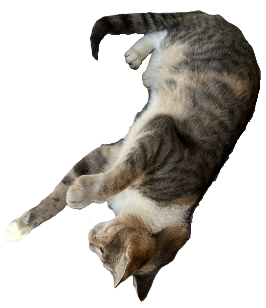meow