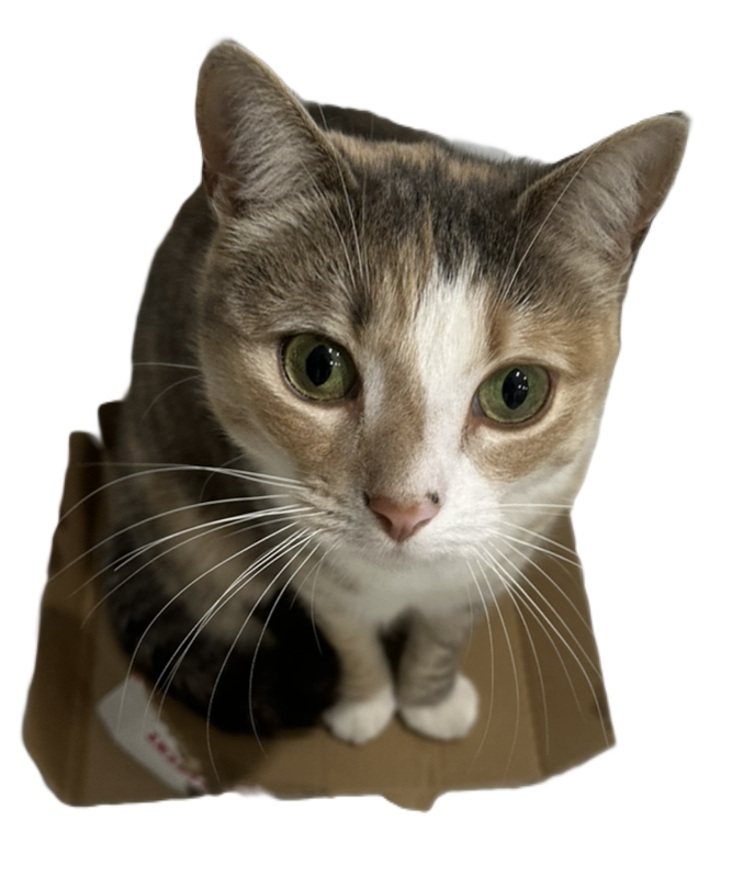my cat