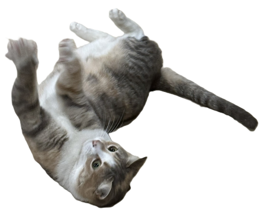 meow