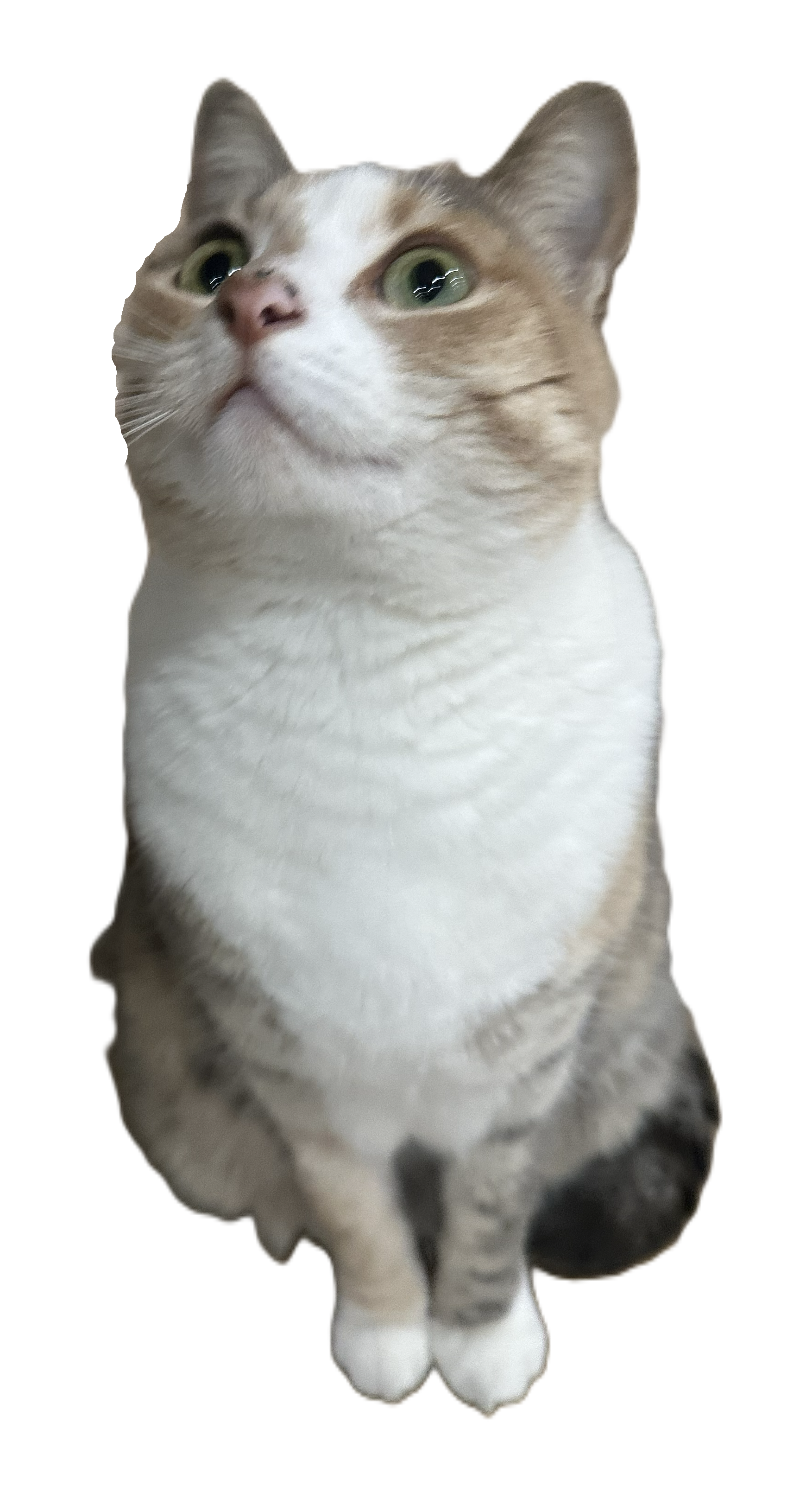My cat