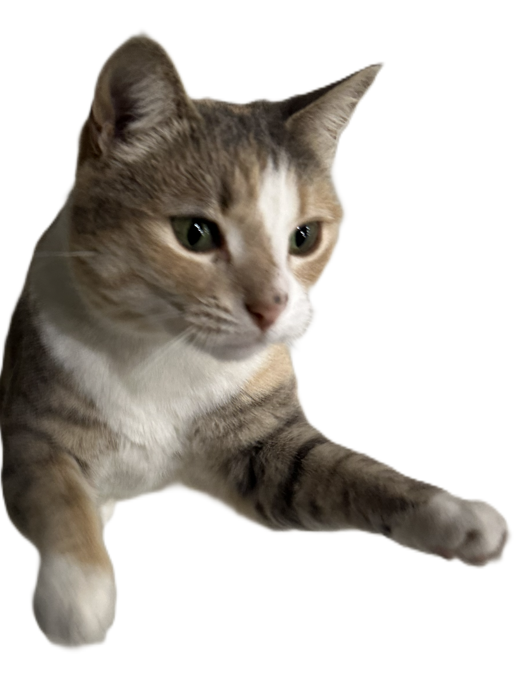 Spidermeow