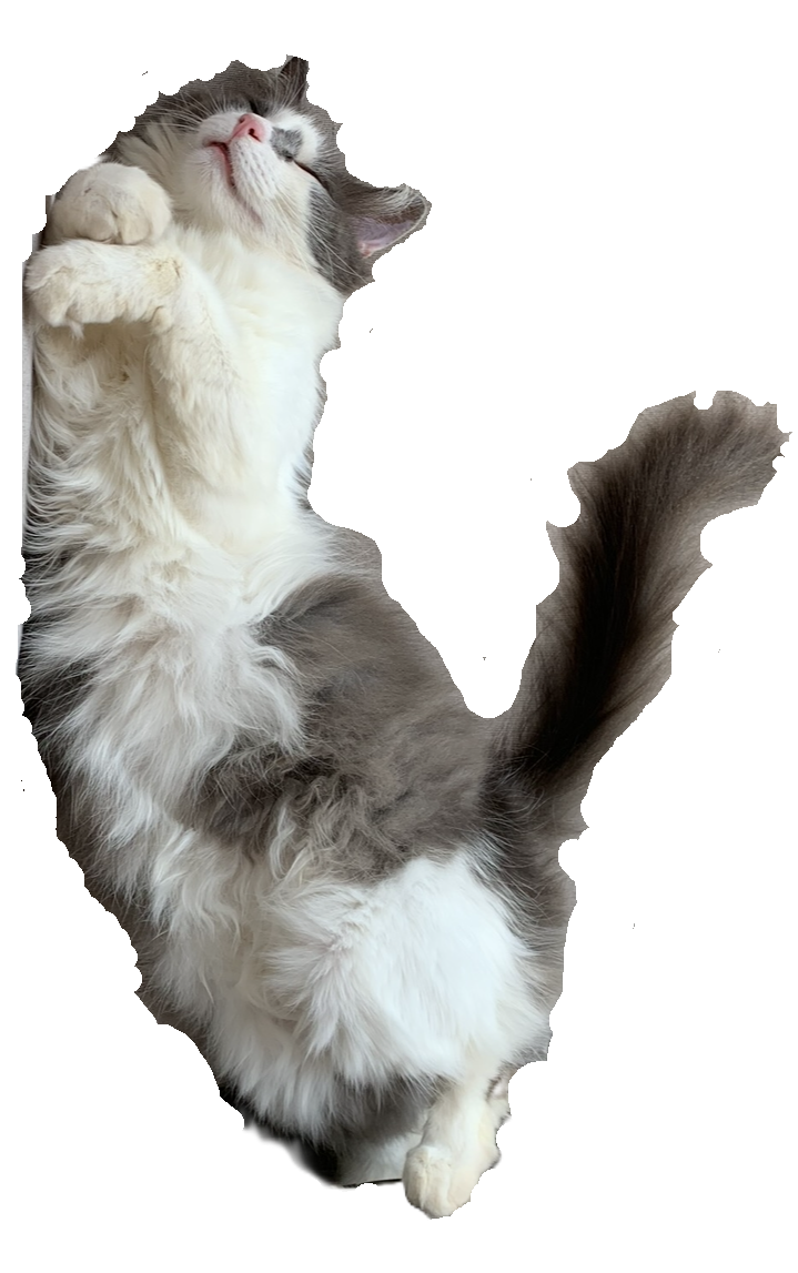 meow