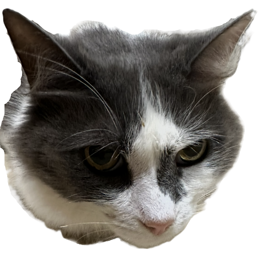 my cat
