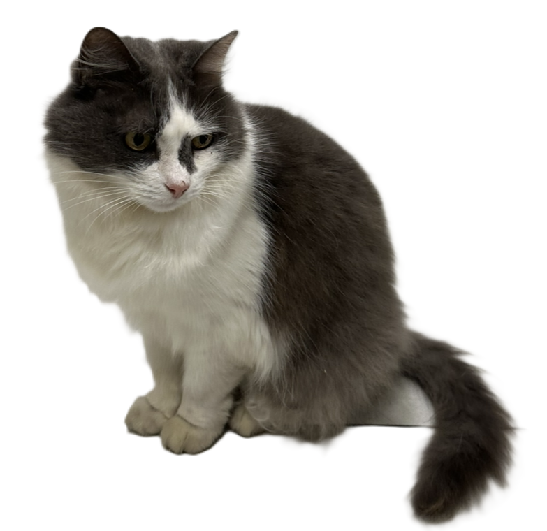My cat
