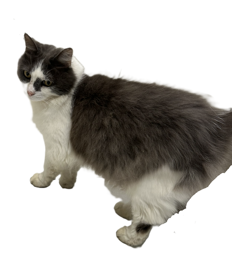 My cat