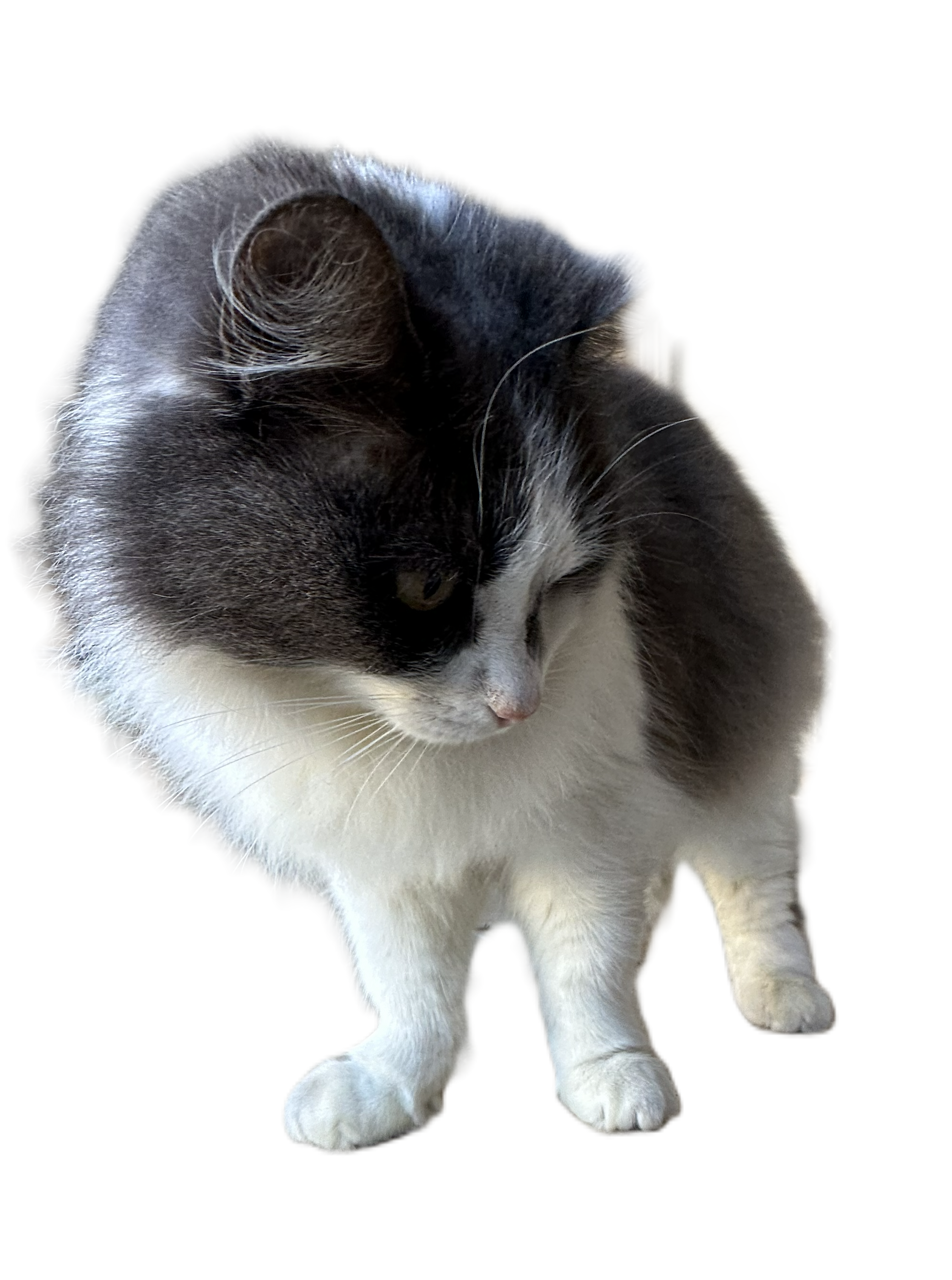 My cat