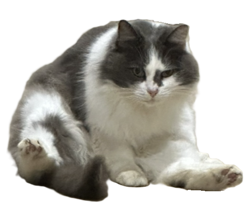 My cat