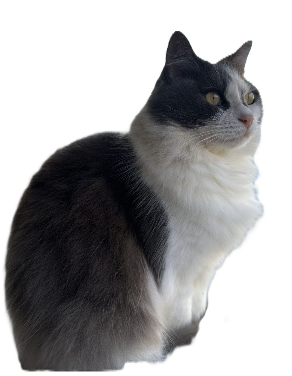 meow