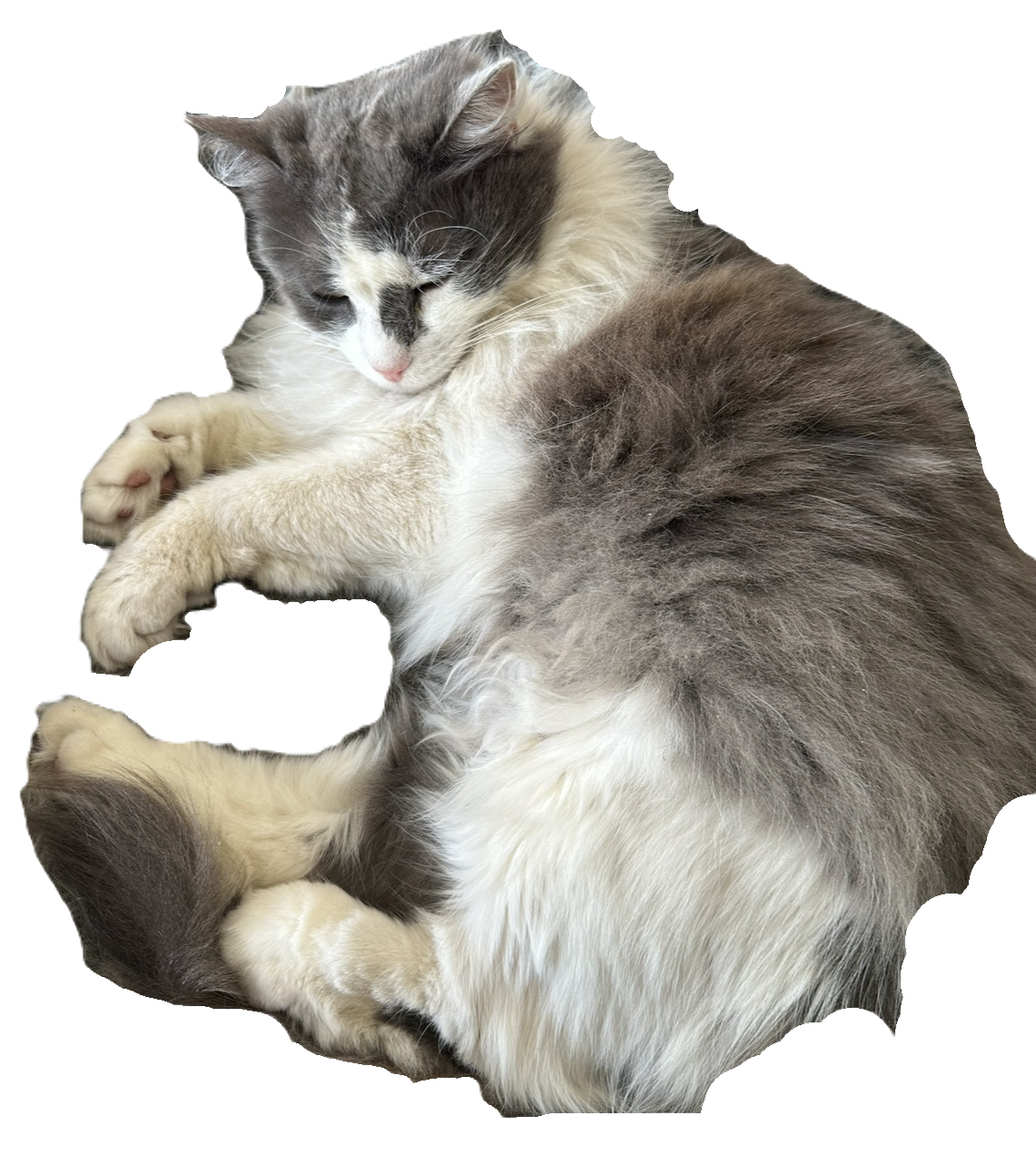 My cat