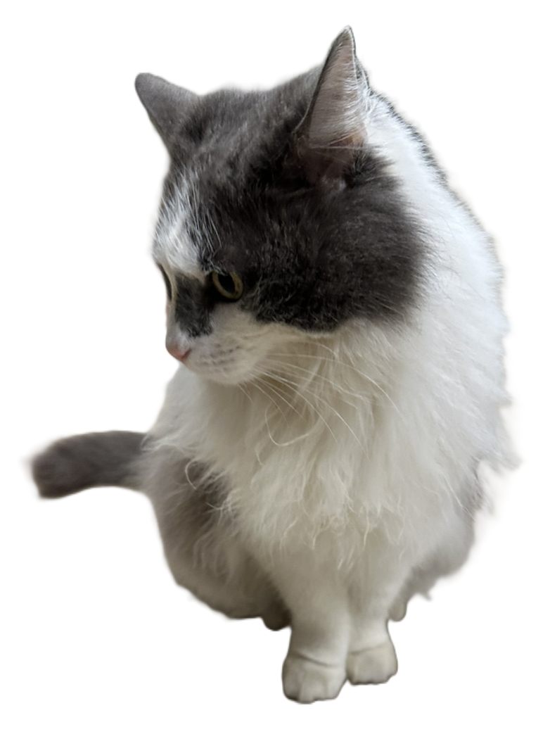 My cat